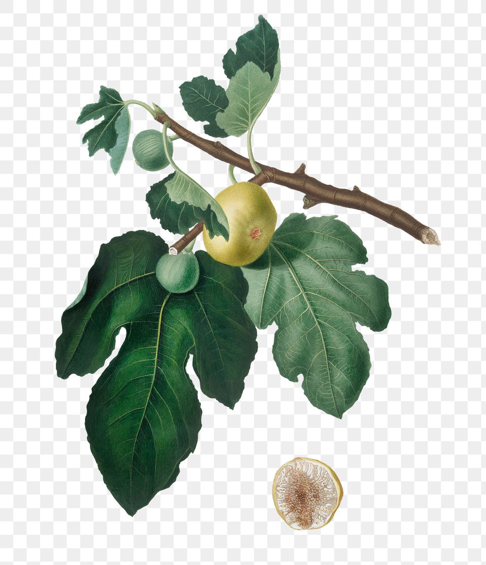 Hand drawn fig fruit design element