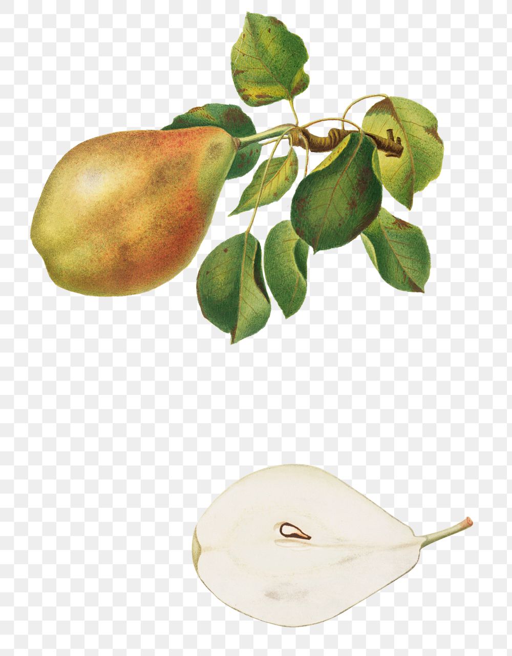 Hand drawn pear fruit design element