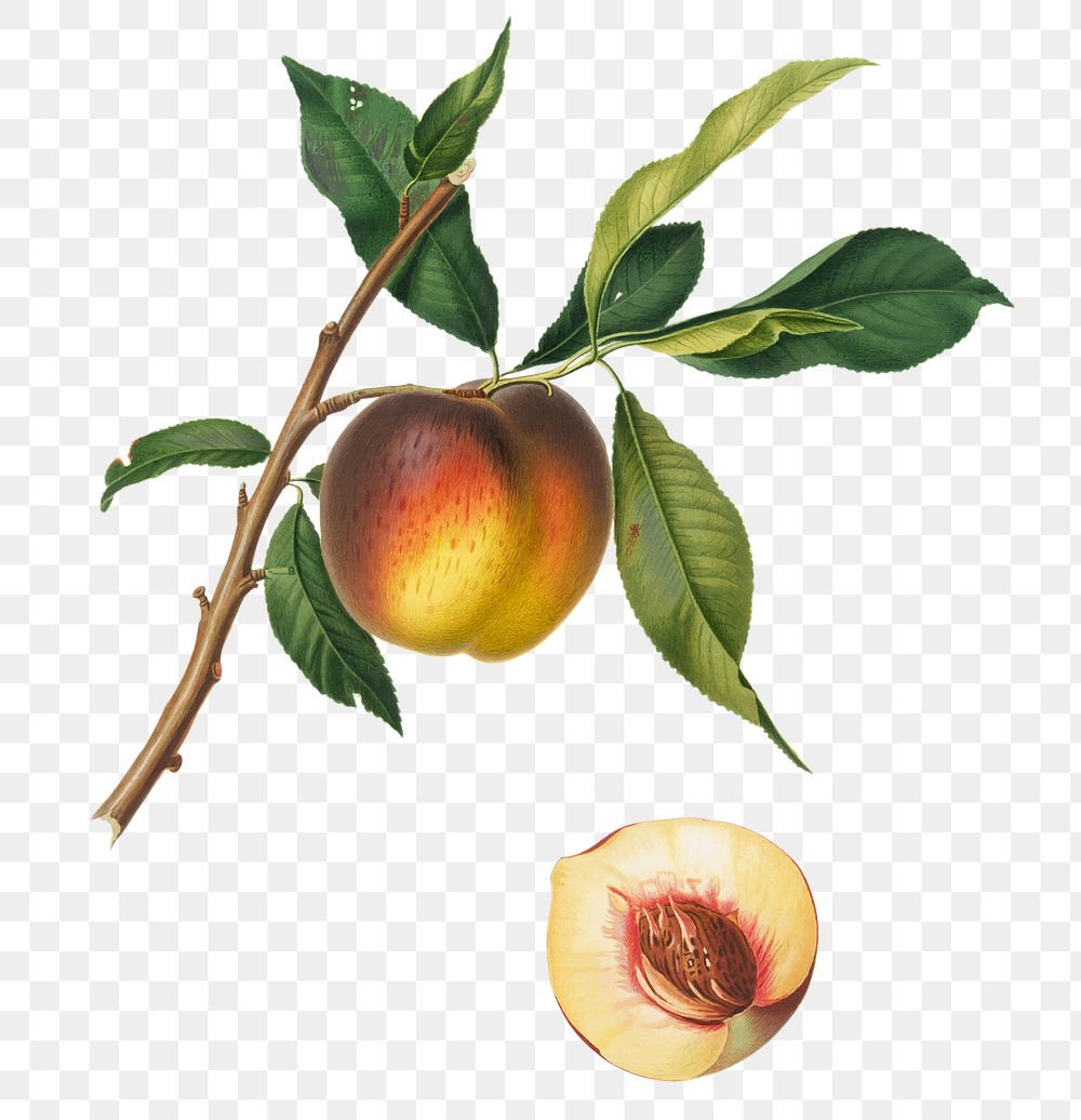 Hand drawn peach fruit design element