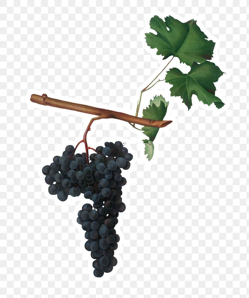 Hand drawn bunch of Dolcetto wine grapes sticker design element