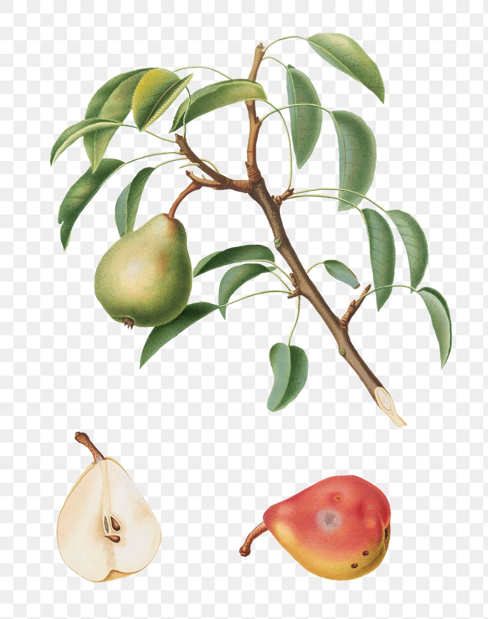 Hand drawn pear fruit design element