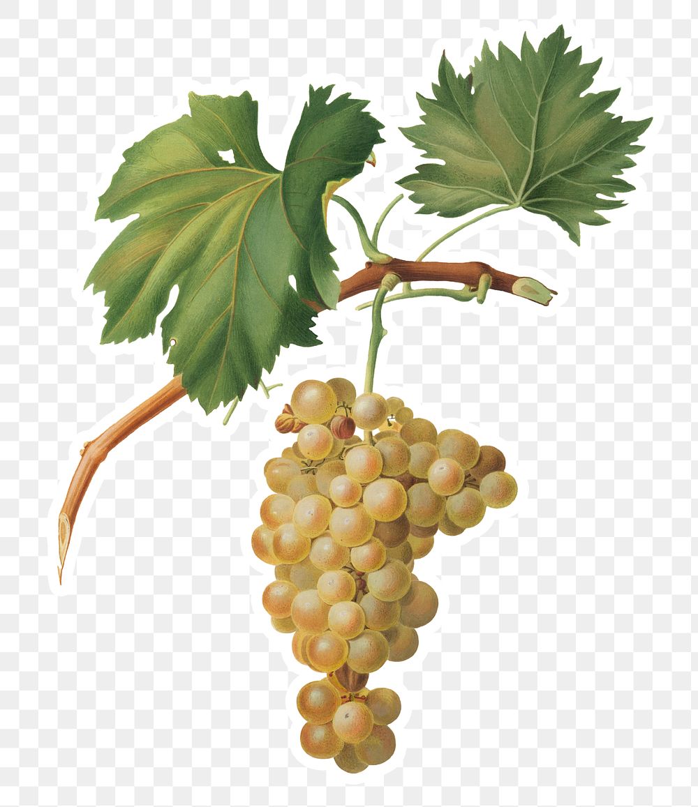 Hand drawn grape vine sticker design element
