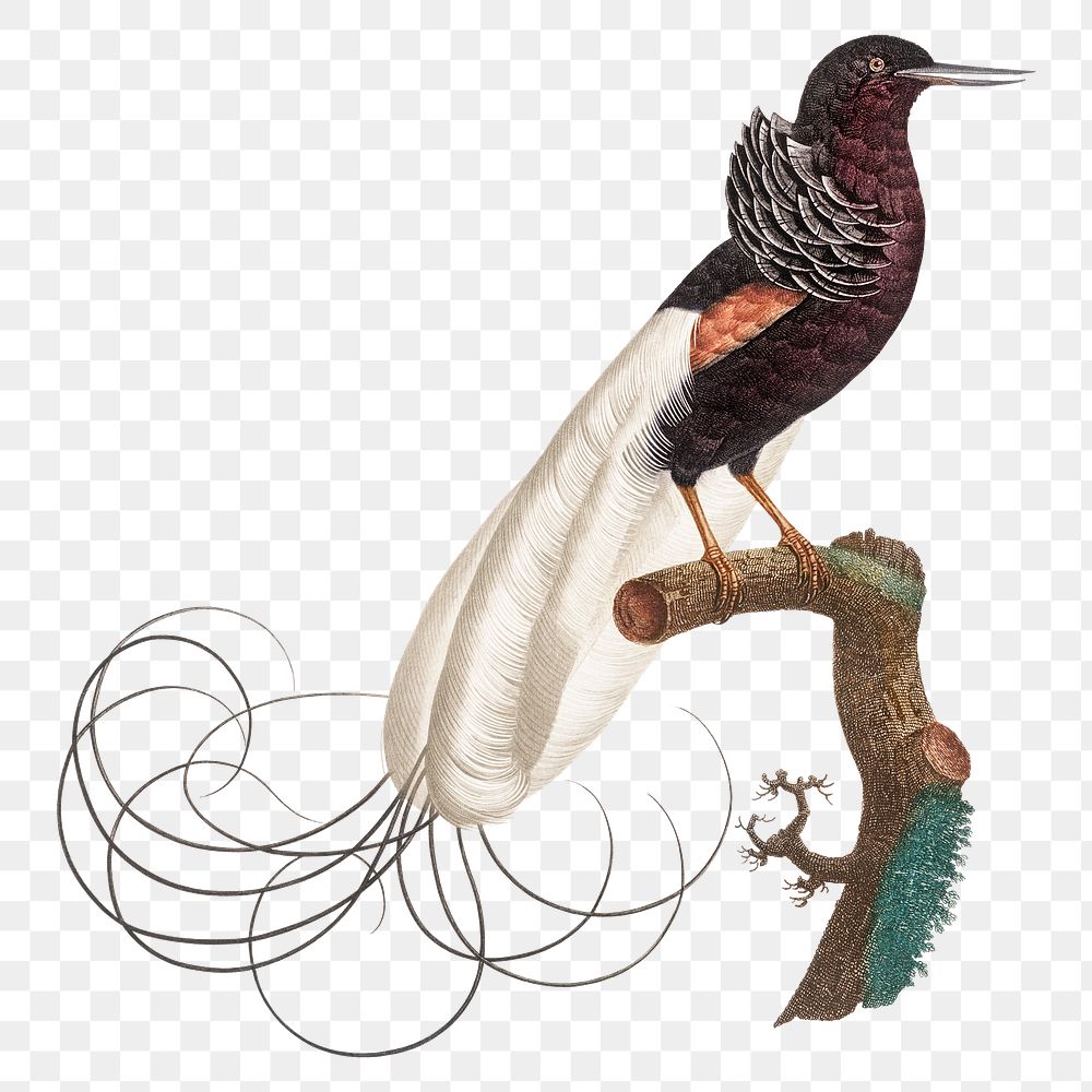 Twelve wired bird paradise png | Free PNG Sticker - rawpixel