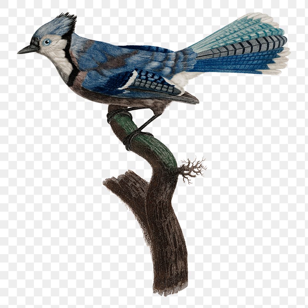 Vintage blue jay bird sticker png hand drawn
