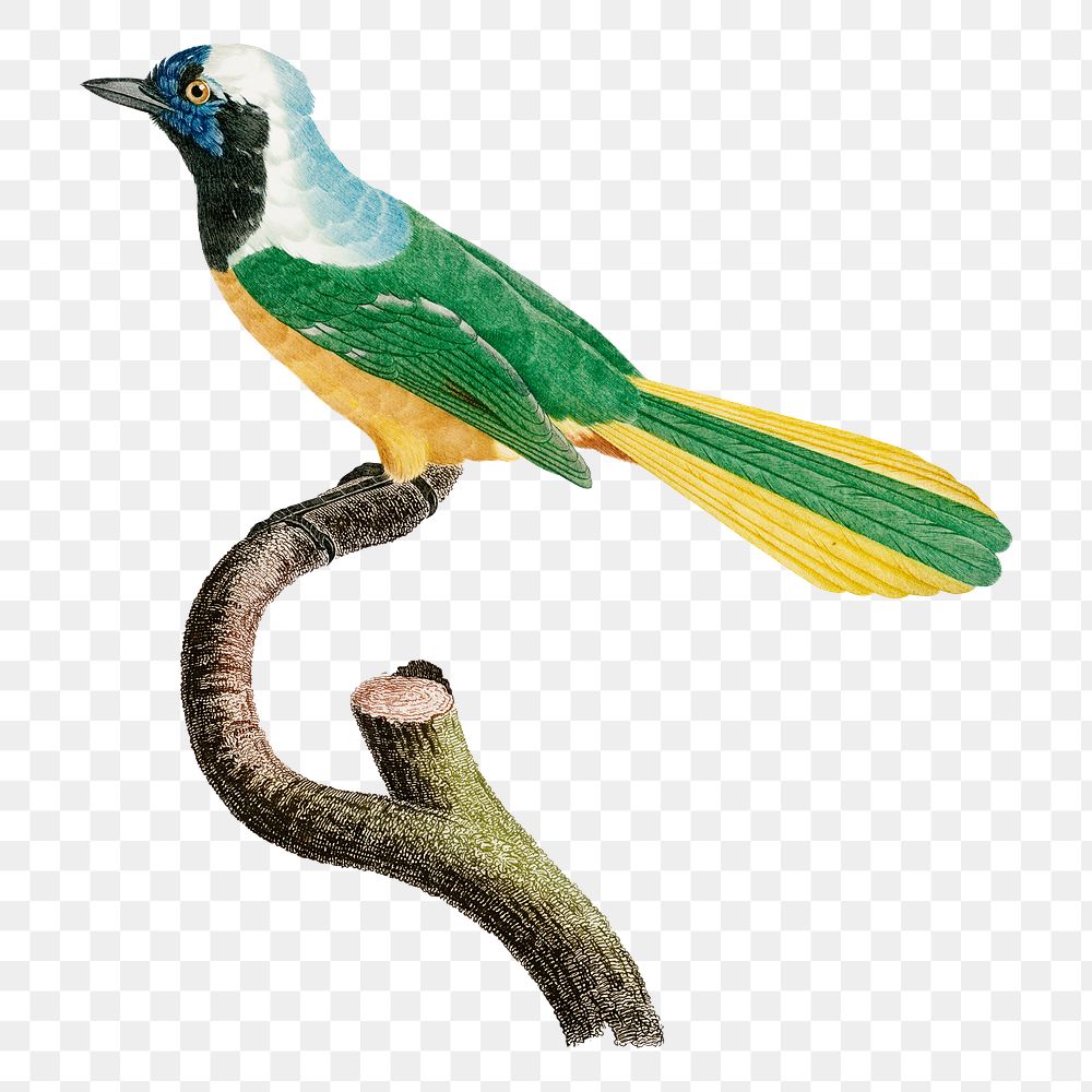 Vintage Peruvian jay bird hand | Free PNG Sticker - rawpixel
