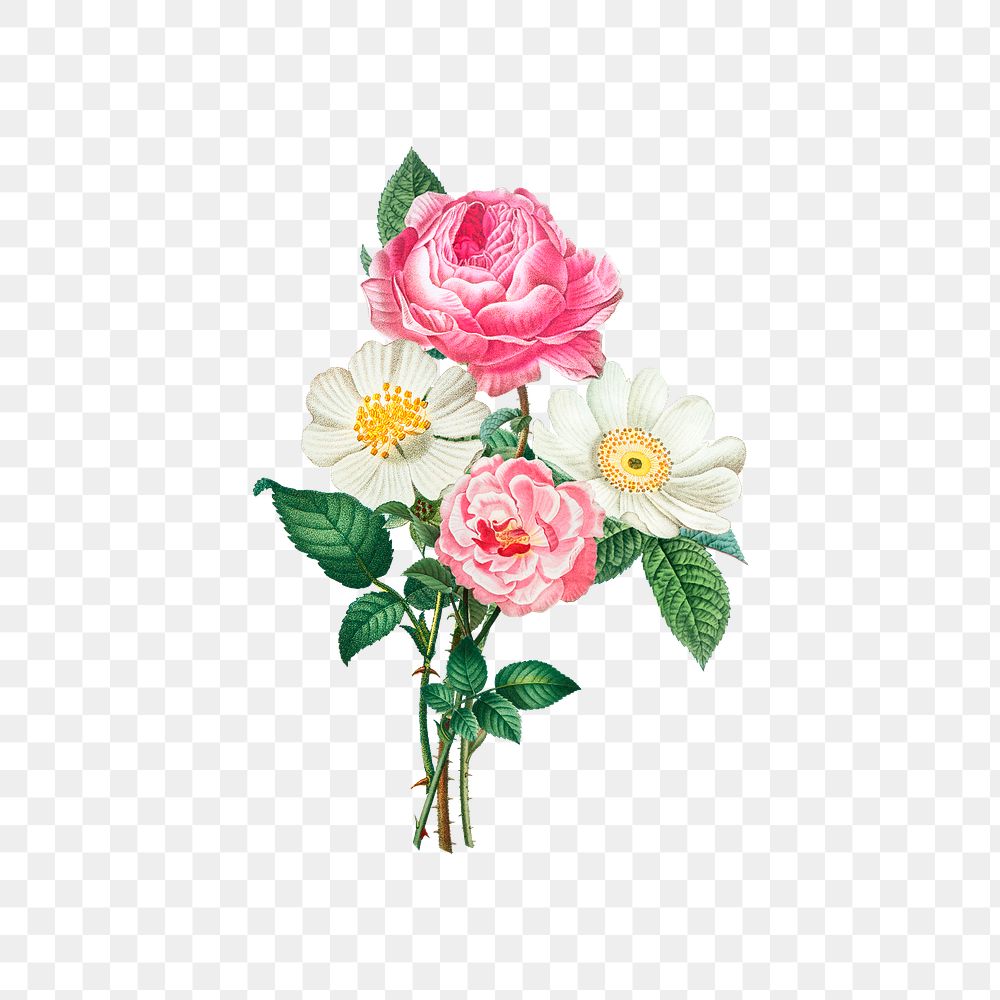 Pink and white roses transparent png