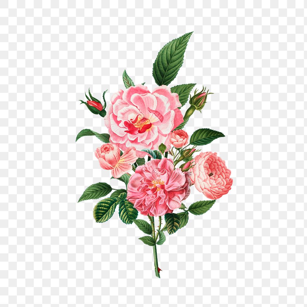 Pink rose bouquet transparent png