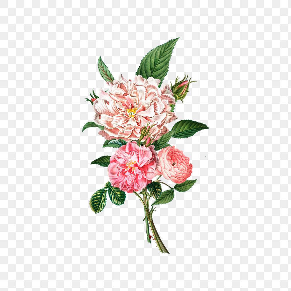 Peonies and roses transparent  png