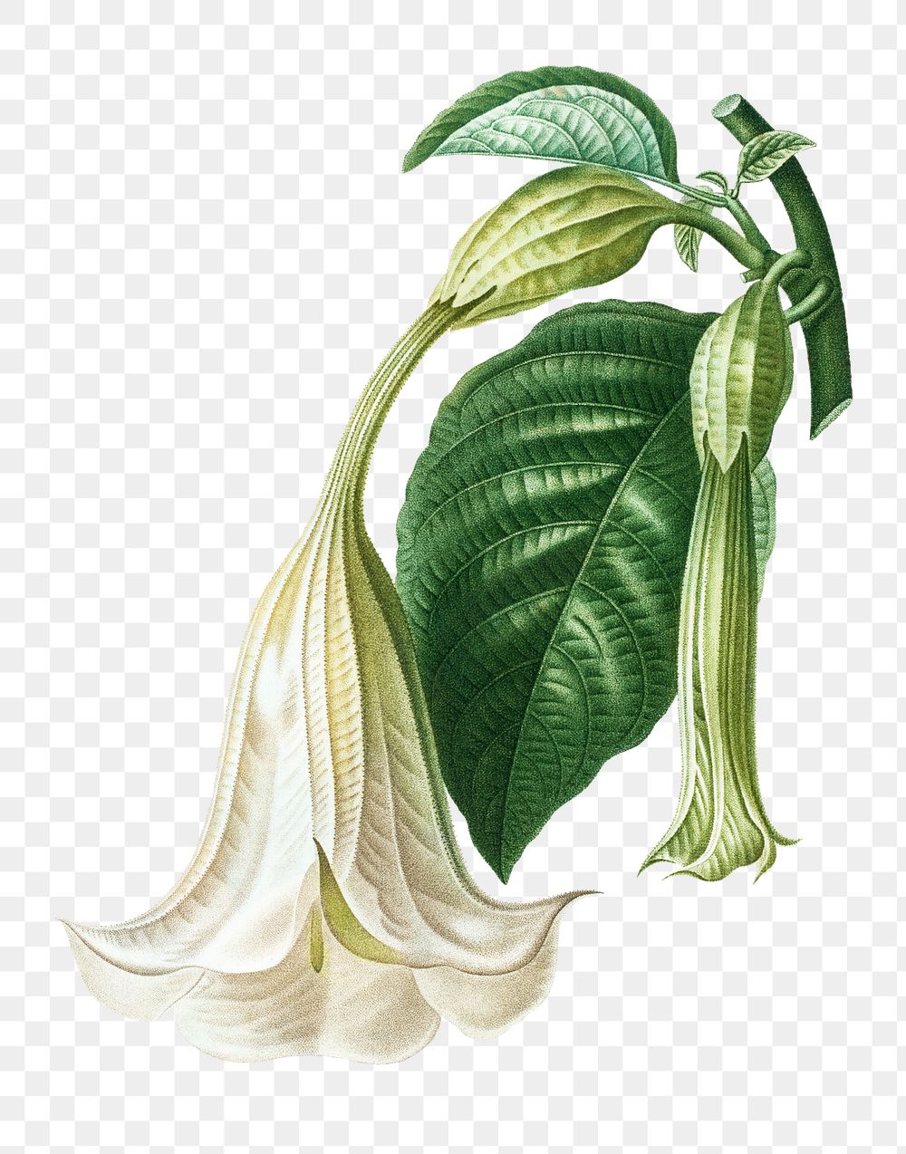 Angel's trumpet plant transparent png