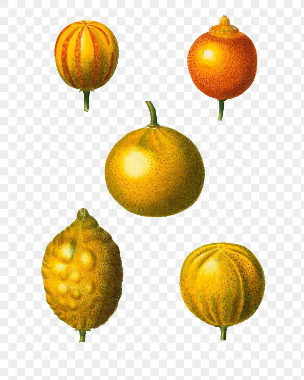 arious citrus fruits transparent png