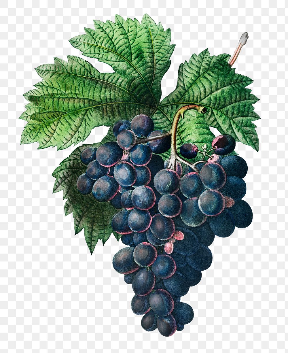 Blue grape vine transparent png