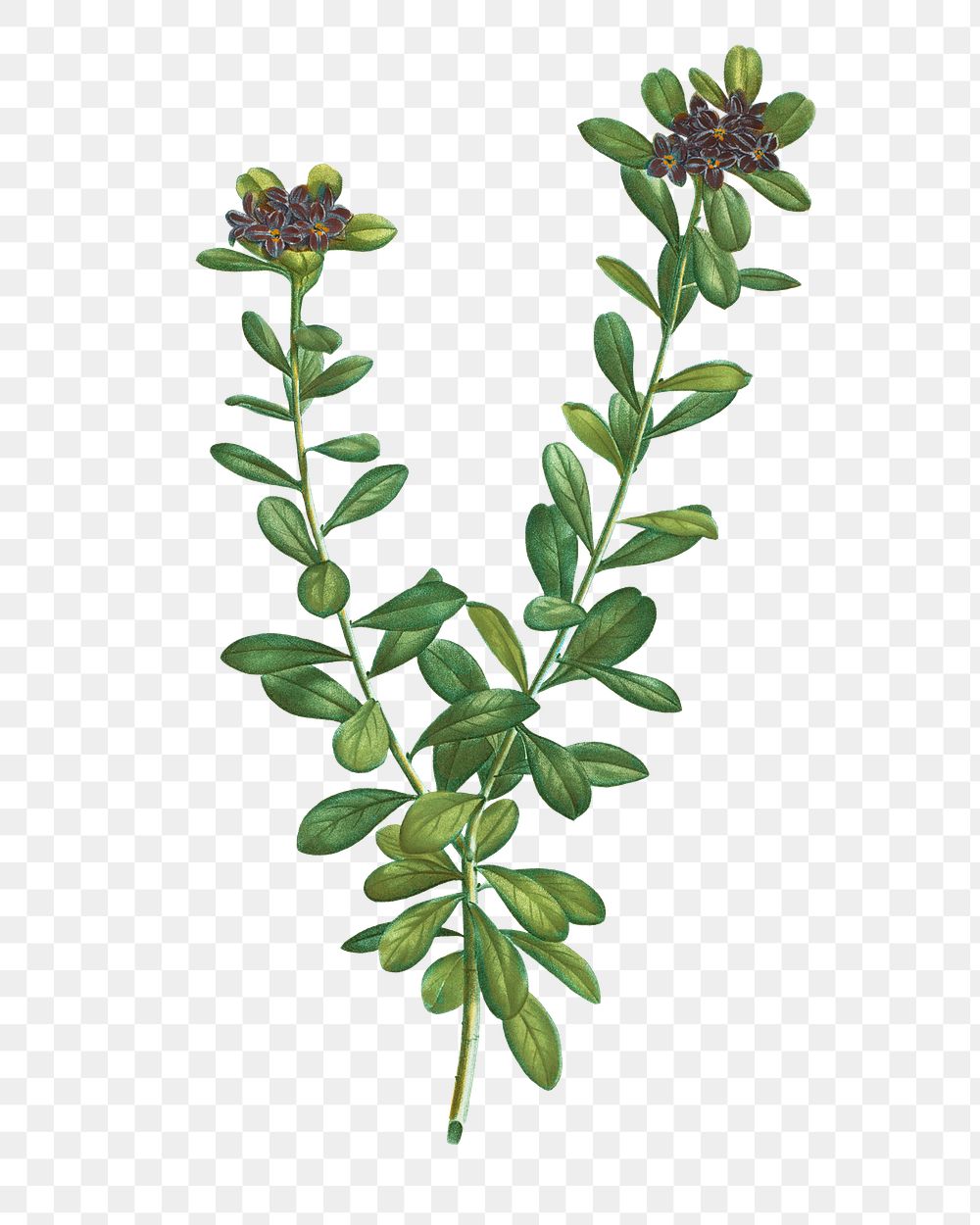 aphne sericea plant transparent png