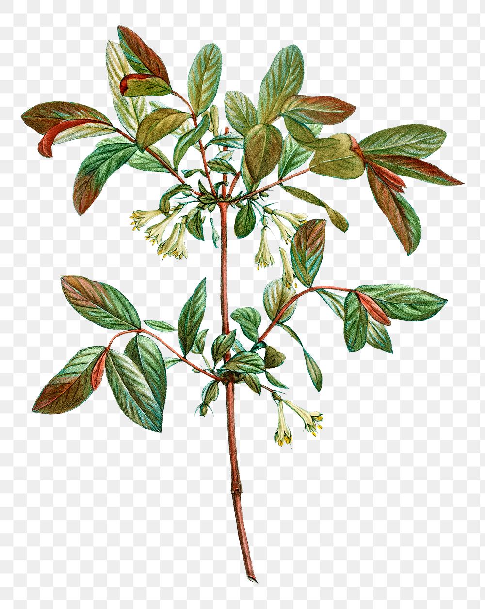 Blossoming honeyberry plant transparent png