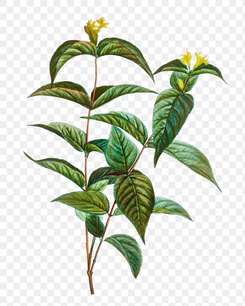 Northern bush honeysuckle transparent png | Free PNG Sticker - rawpixel