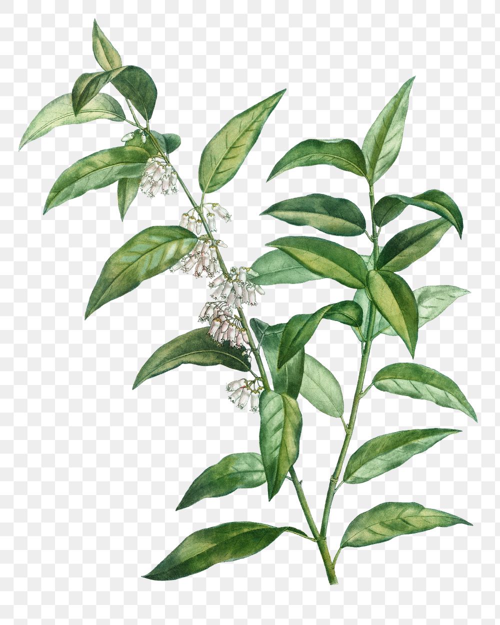 Blooming andromeda acuminata transparent png | Free PNG Sticker - rawpixel