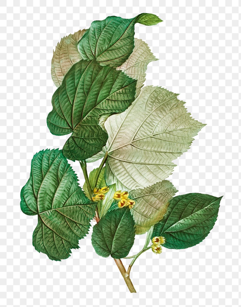 Tilia rotundifolia plant transparent png