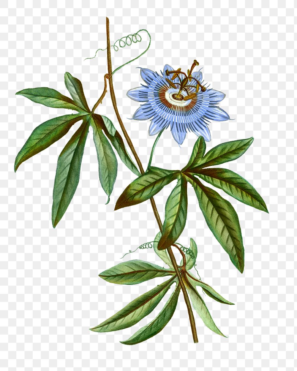 Blooming blue passionflower transparent png