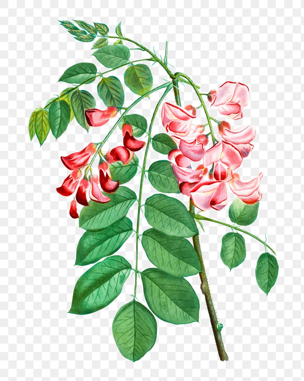 Blooming robinia rosea transparent png