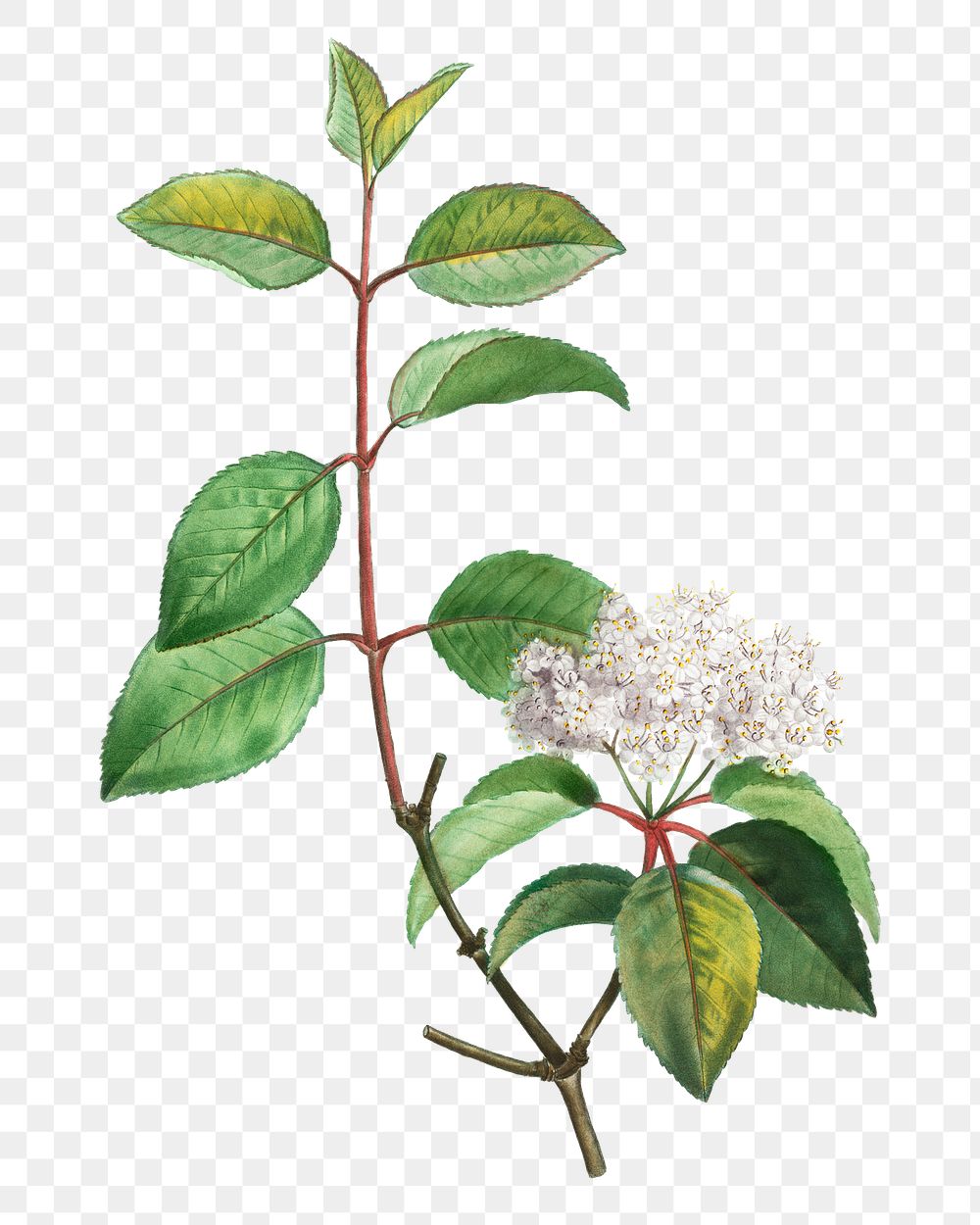 Blooming blackhaw flower transparent png