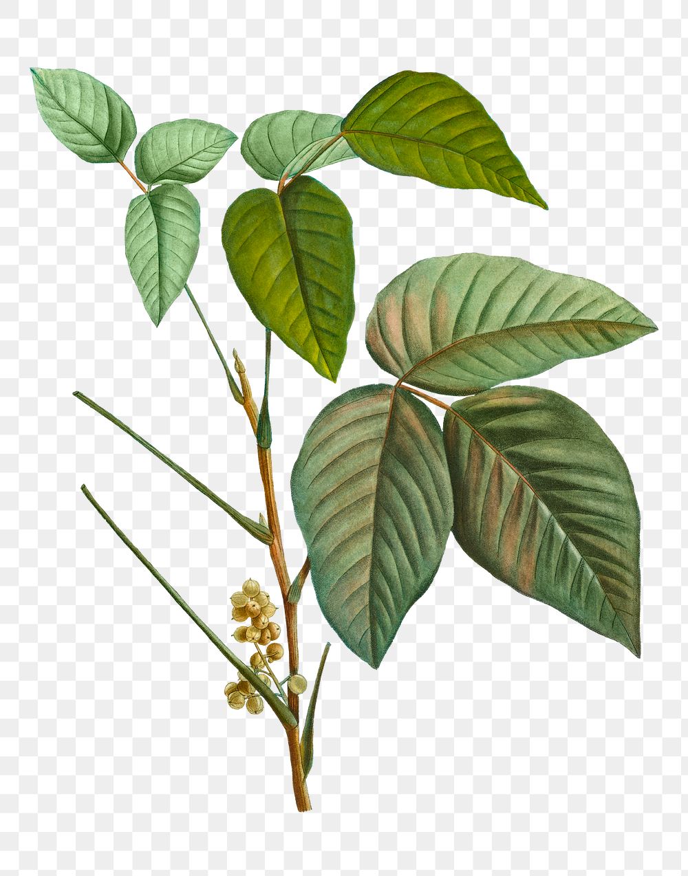 Poison ivy leaves transparent png