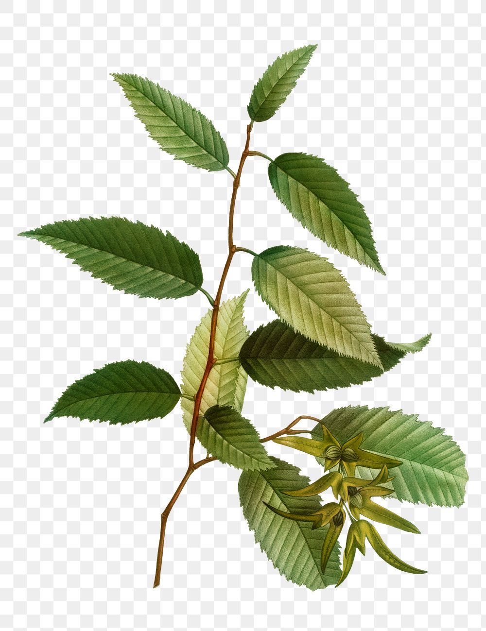 Common hornbeam branch plant transparent png