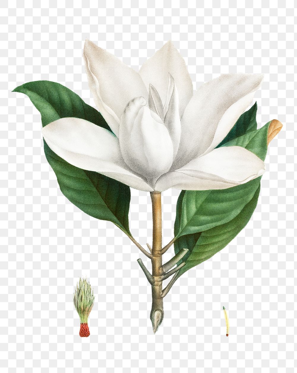 Blooming southern magnolia transparent png