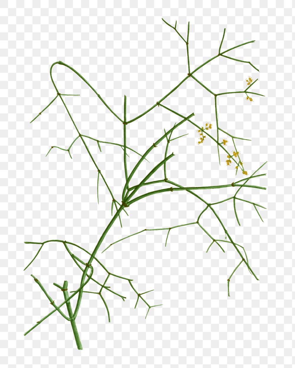 Ephedra altissima branch plant transparent png