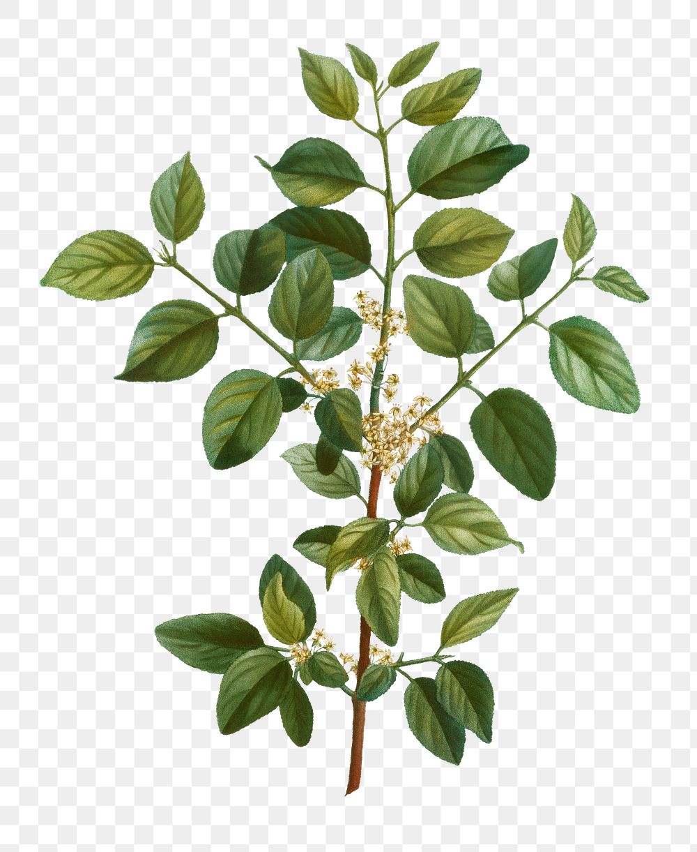 Common buckthorn branch plant transparent png