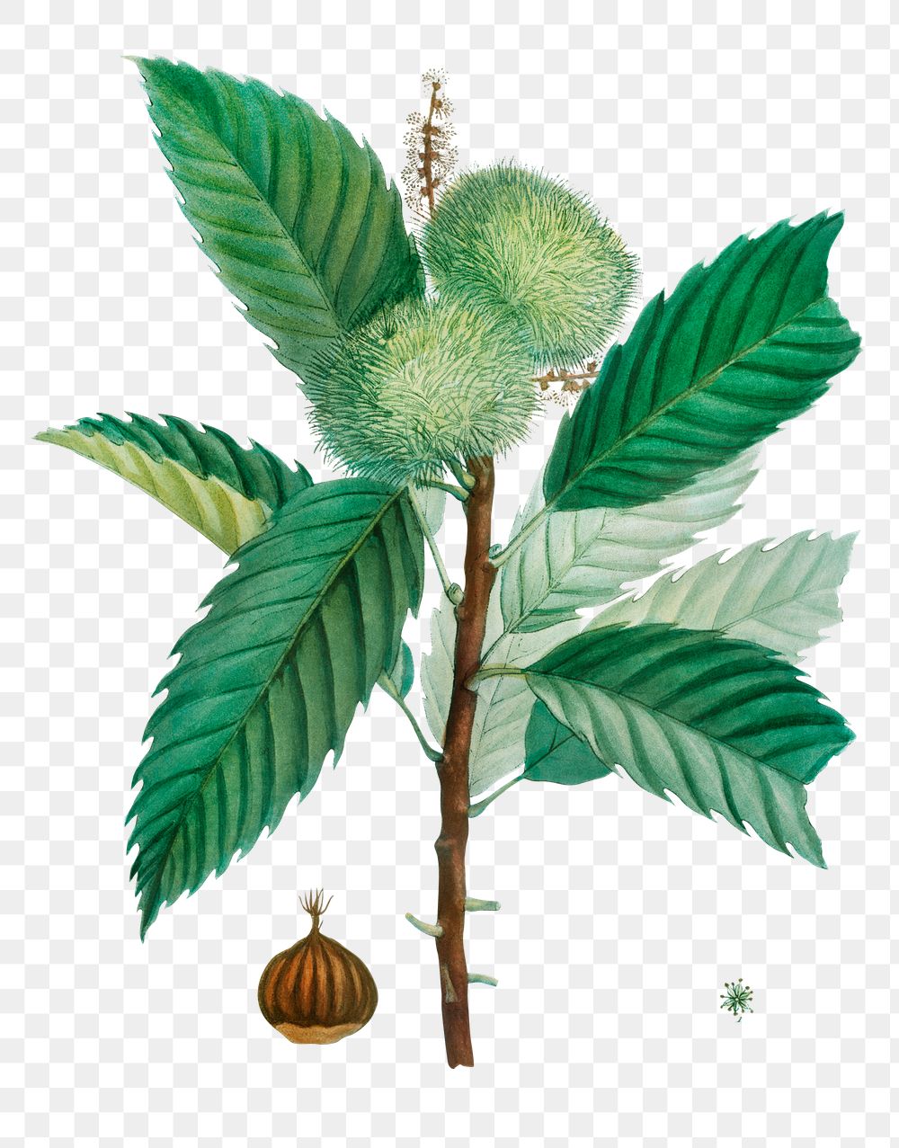Sweet chestnut plant transparent png