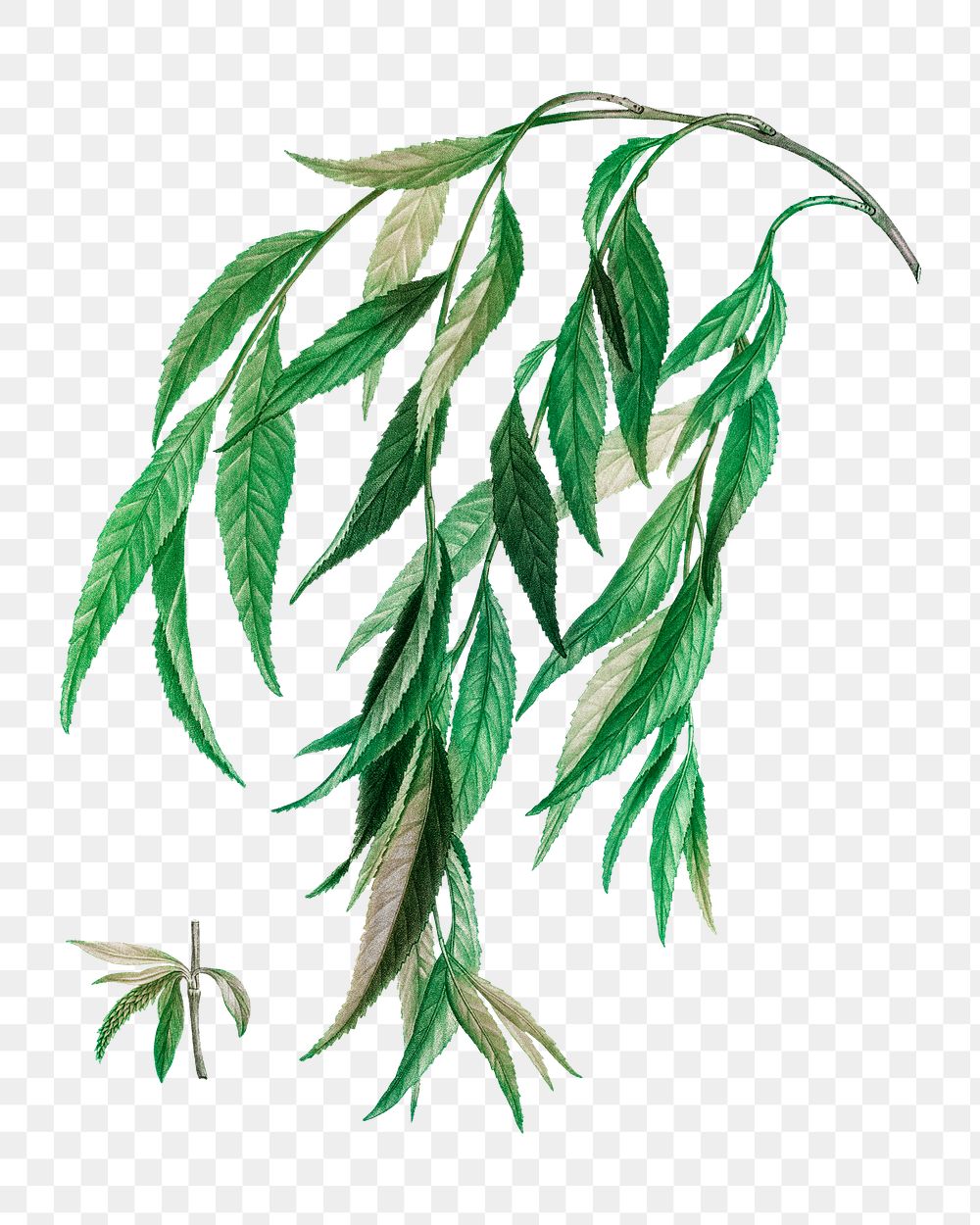 Weeping willow branch transparent png