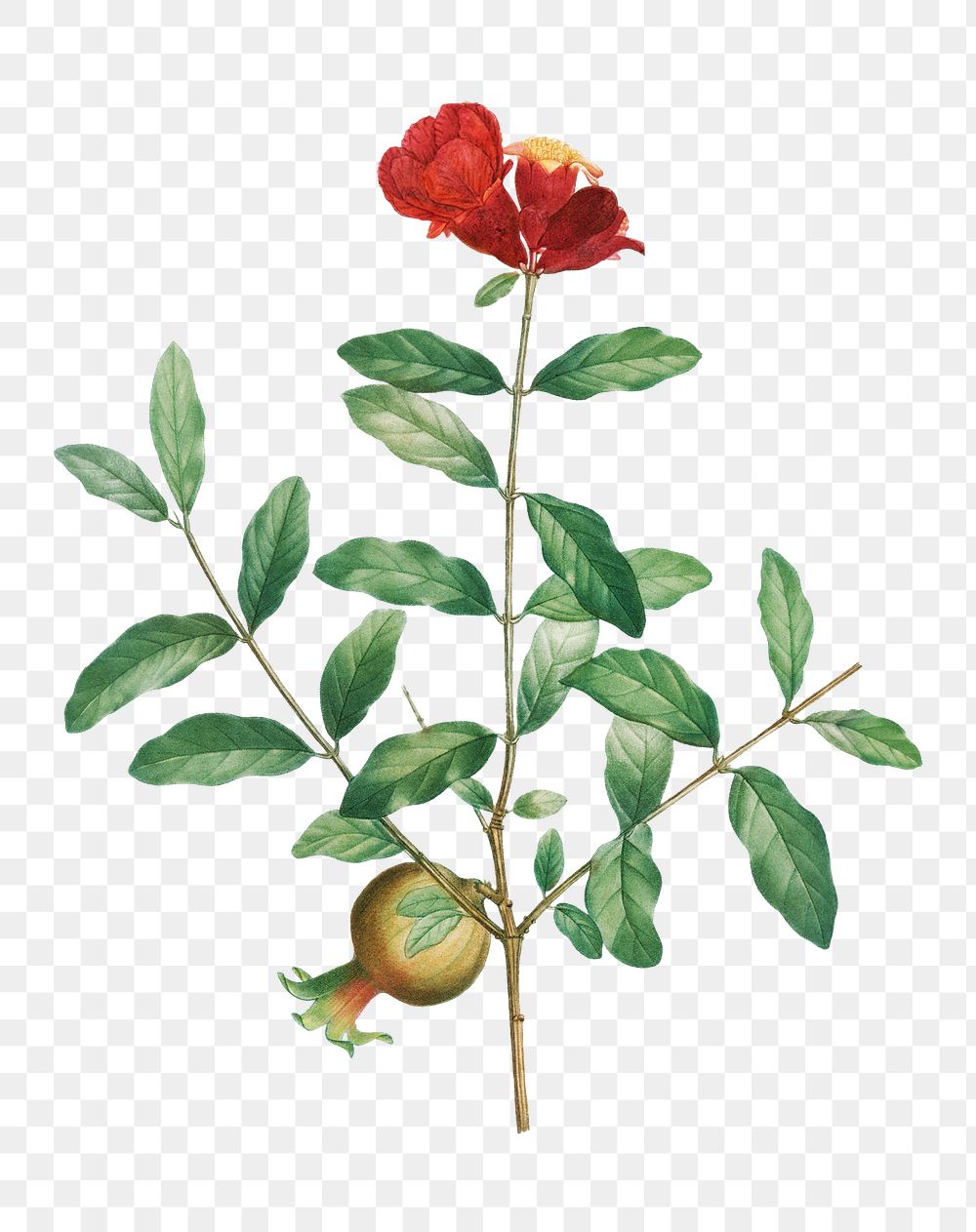 Pomegranate branch plant transparent png