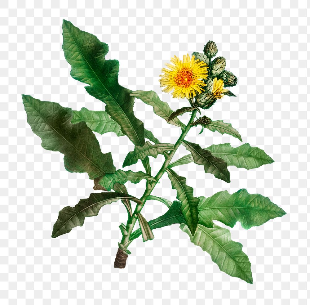 Sow thistle flower transparent png