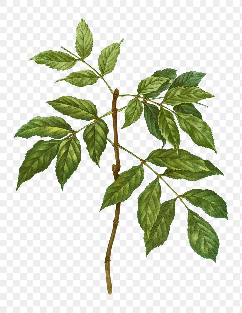 Manna ash branch plant transparent png
