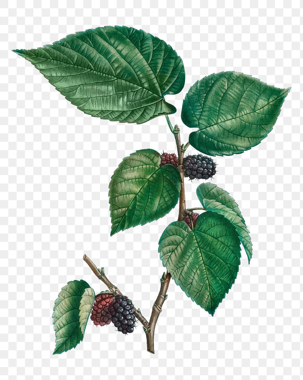 Black mulberry plant transparent png