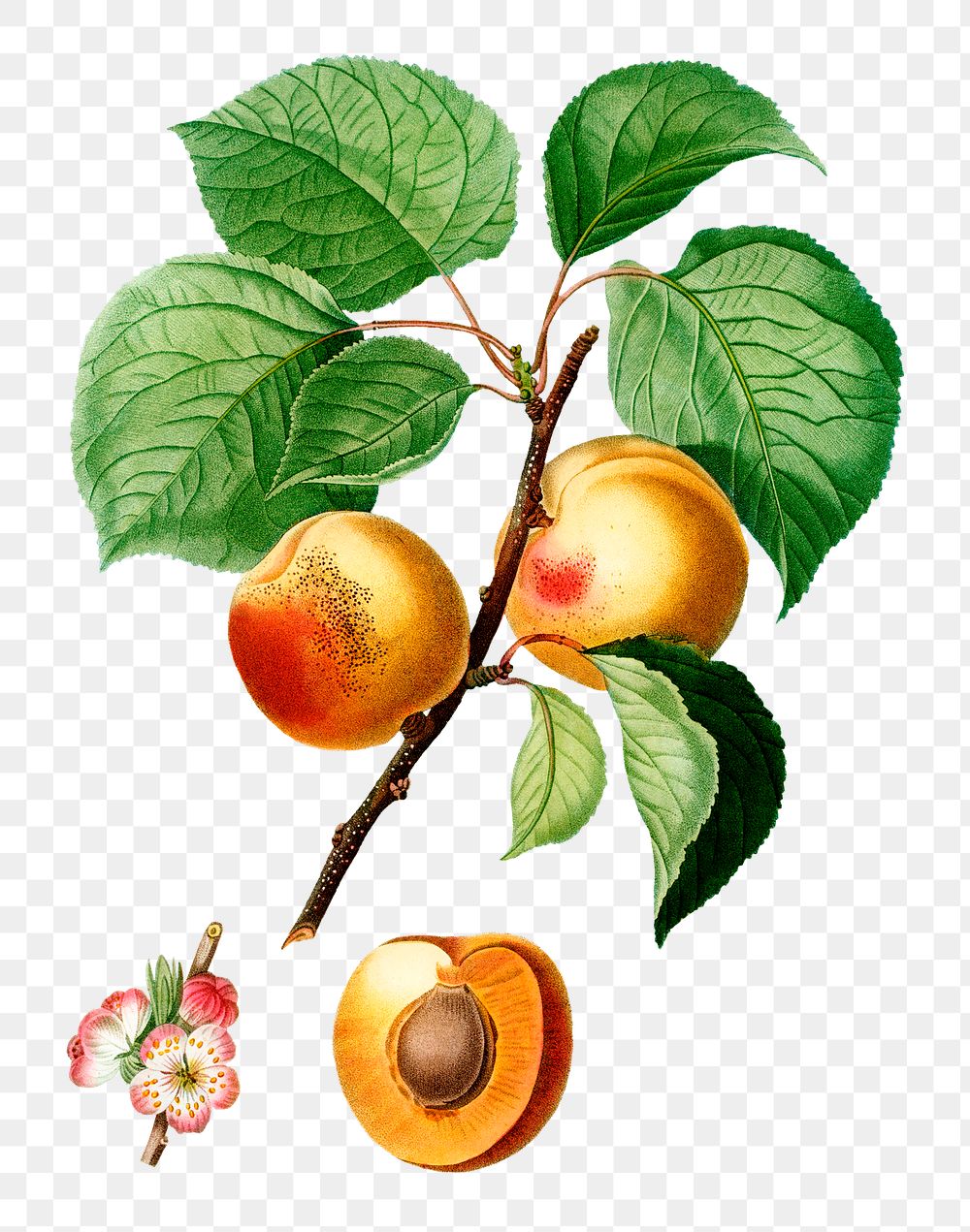 intage apricot tree transparent png