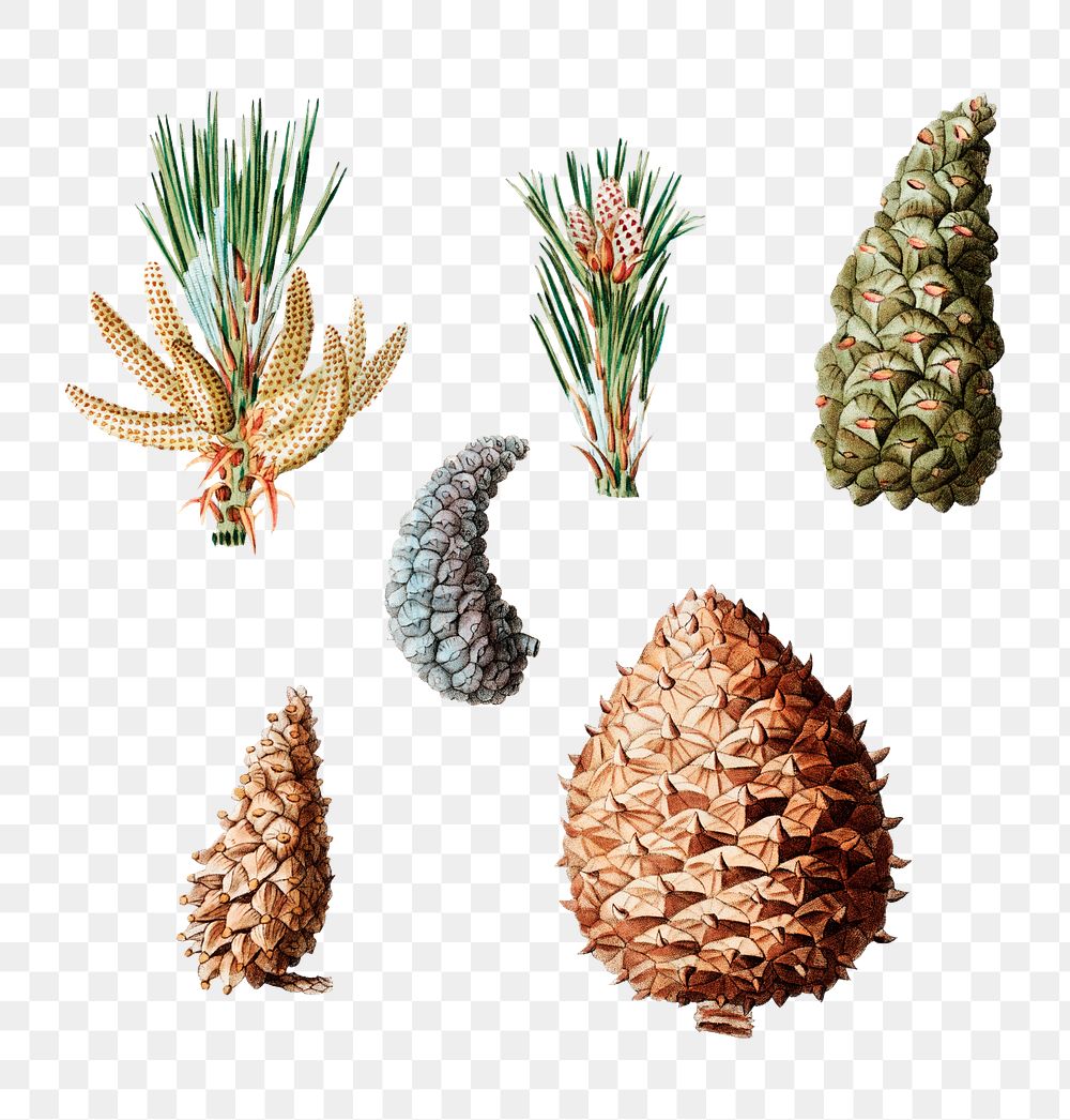 Pine cones set transparent png