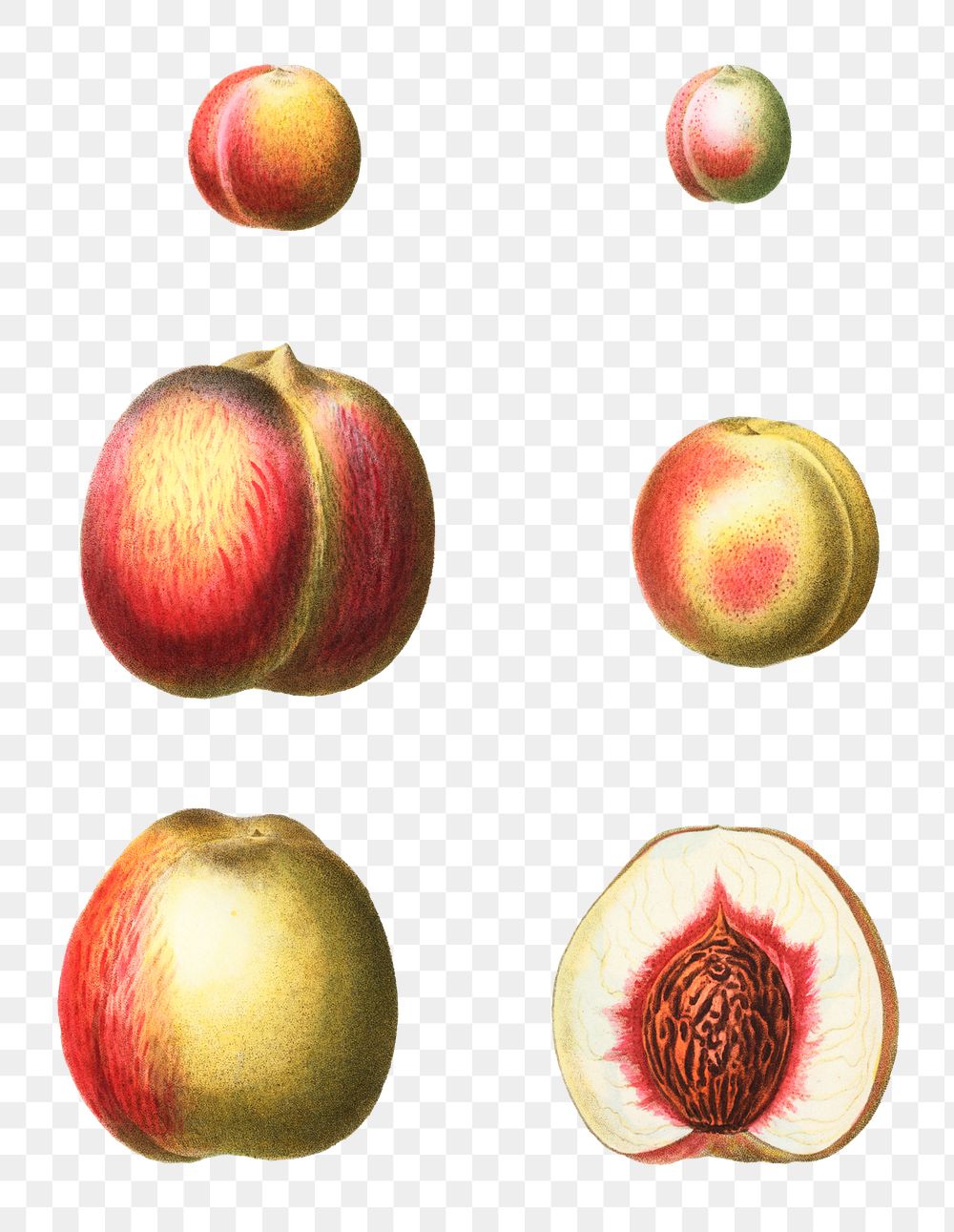 Stages of a peach transparent png