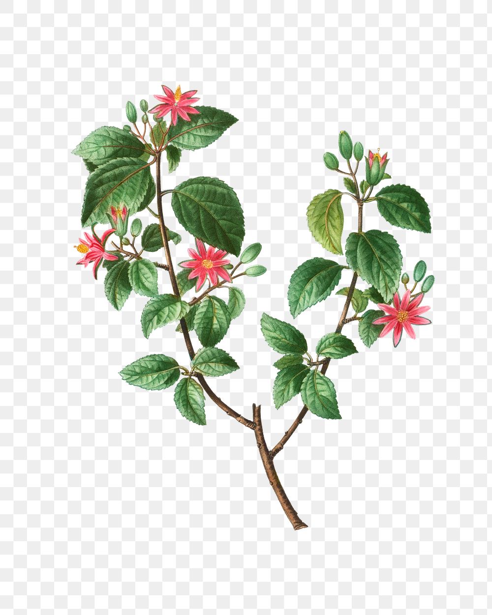 Crossberry tree plant transparent png