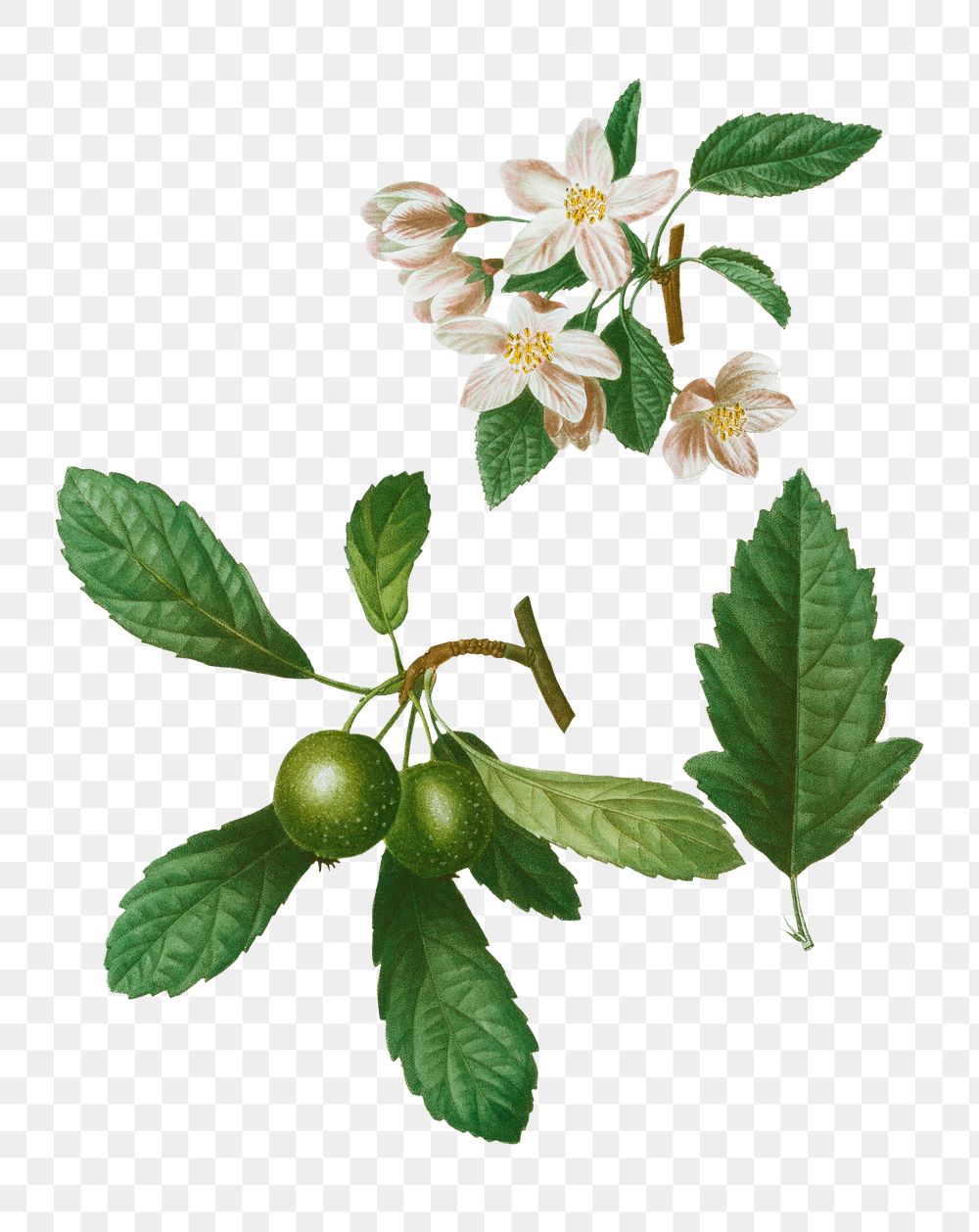 Southern crabapple and Siberian crabapple transparent png