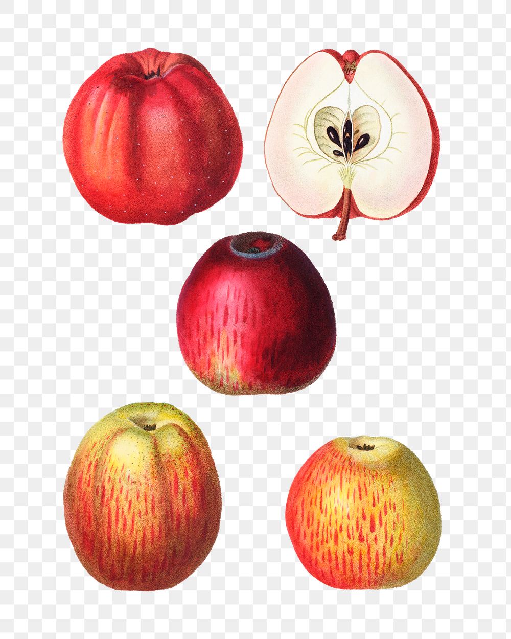 Vintage apple fruits transparent png