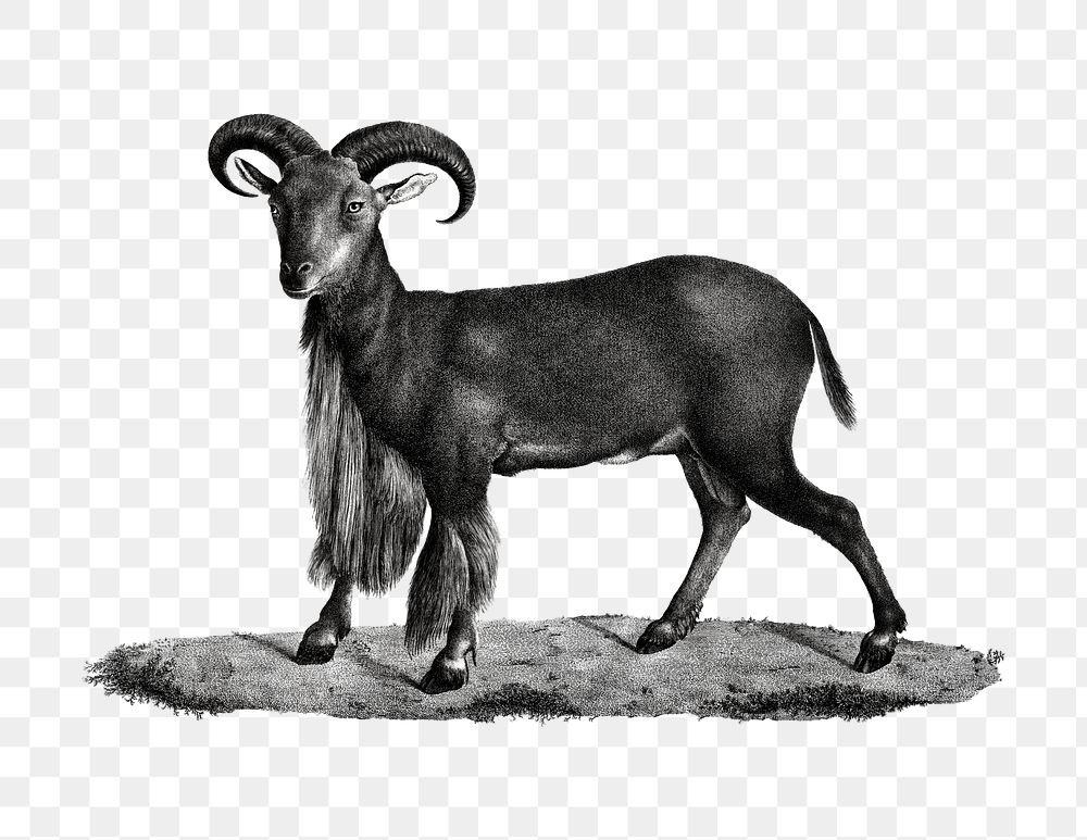 Mouflon sheep with cuffs greyscale png