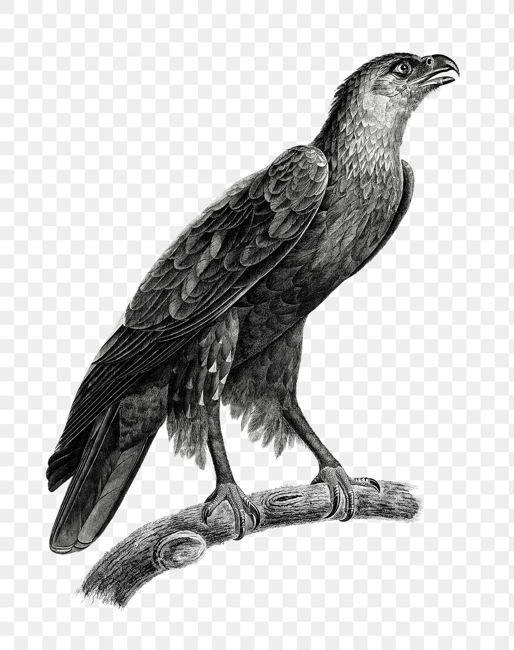 Hand drawn bird eagle png black and white