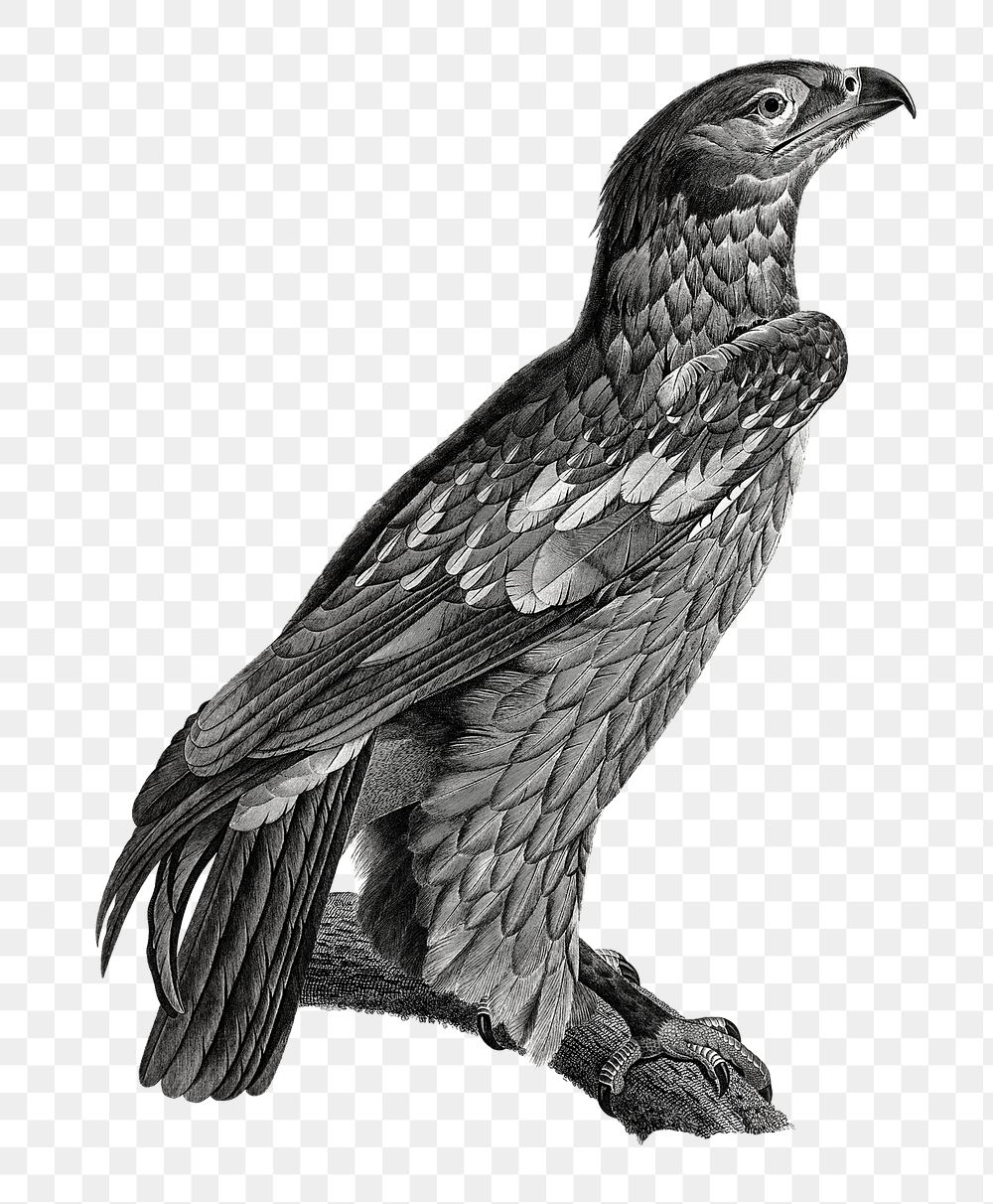 Black and white bird eagle png drawing