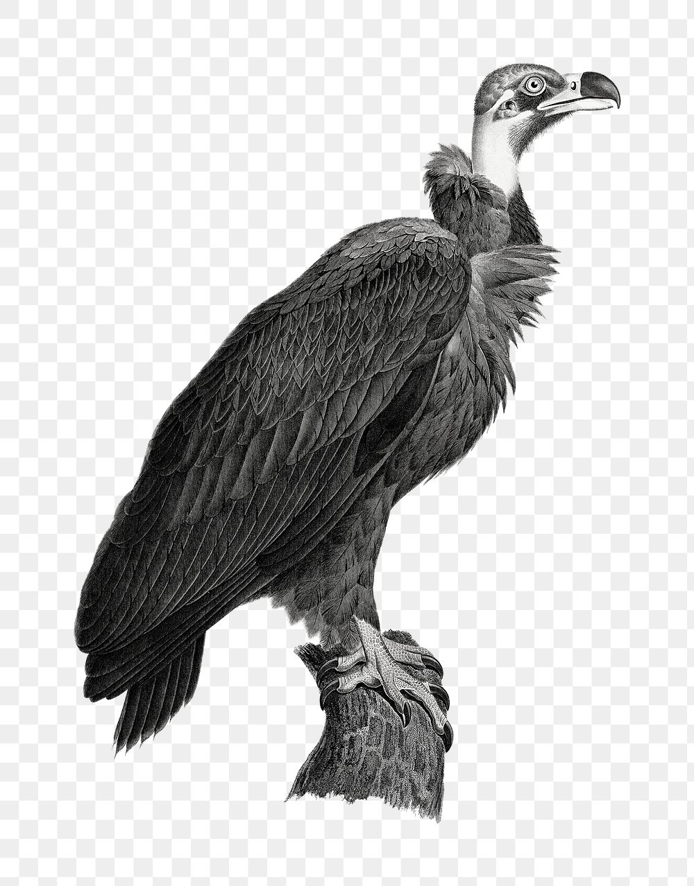 Hand drawn bird vulture png vintage