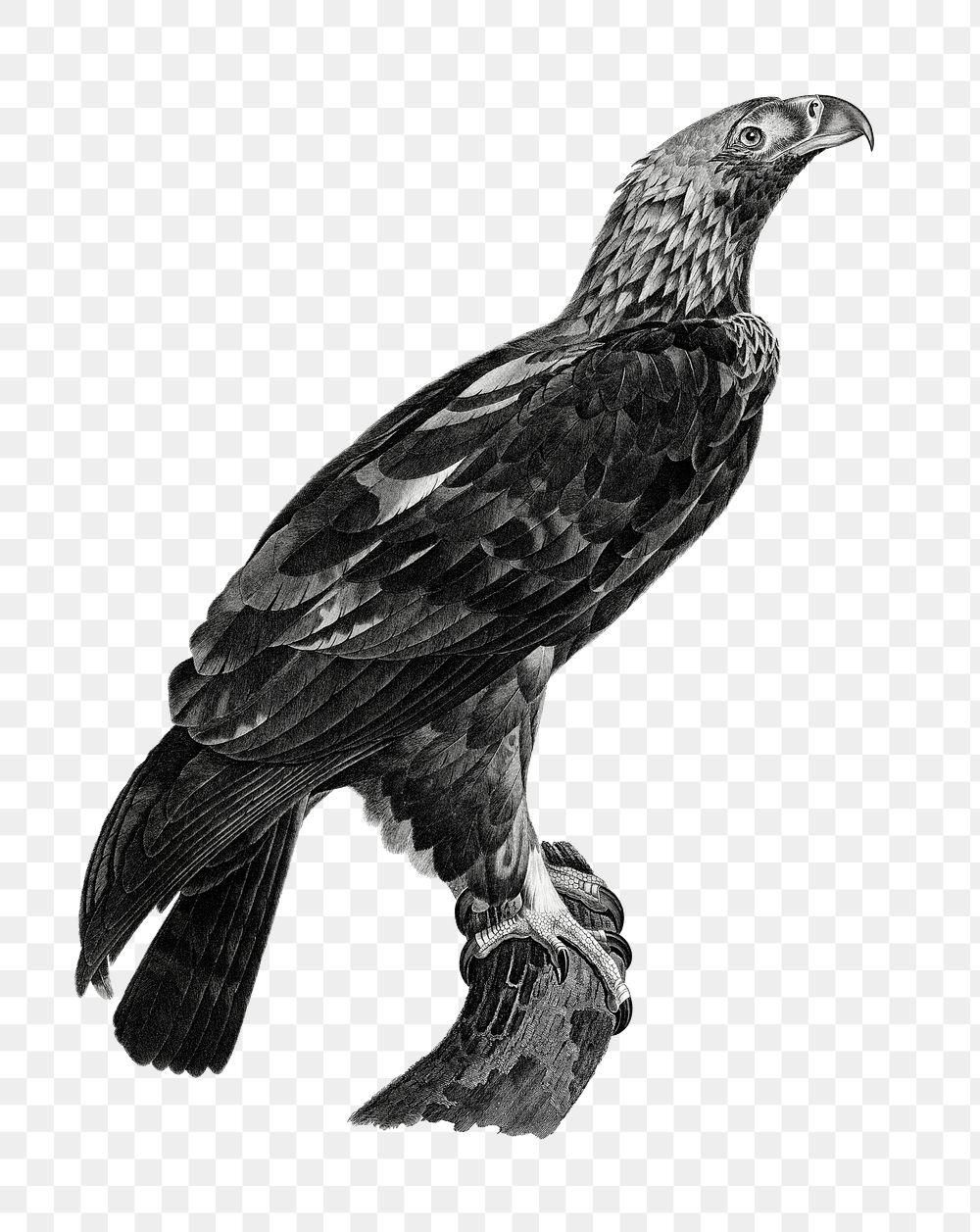 Bird eagle black and white png