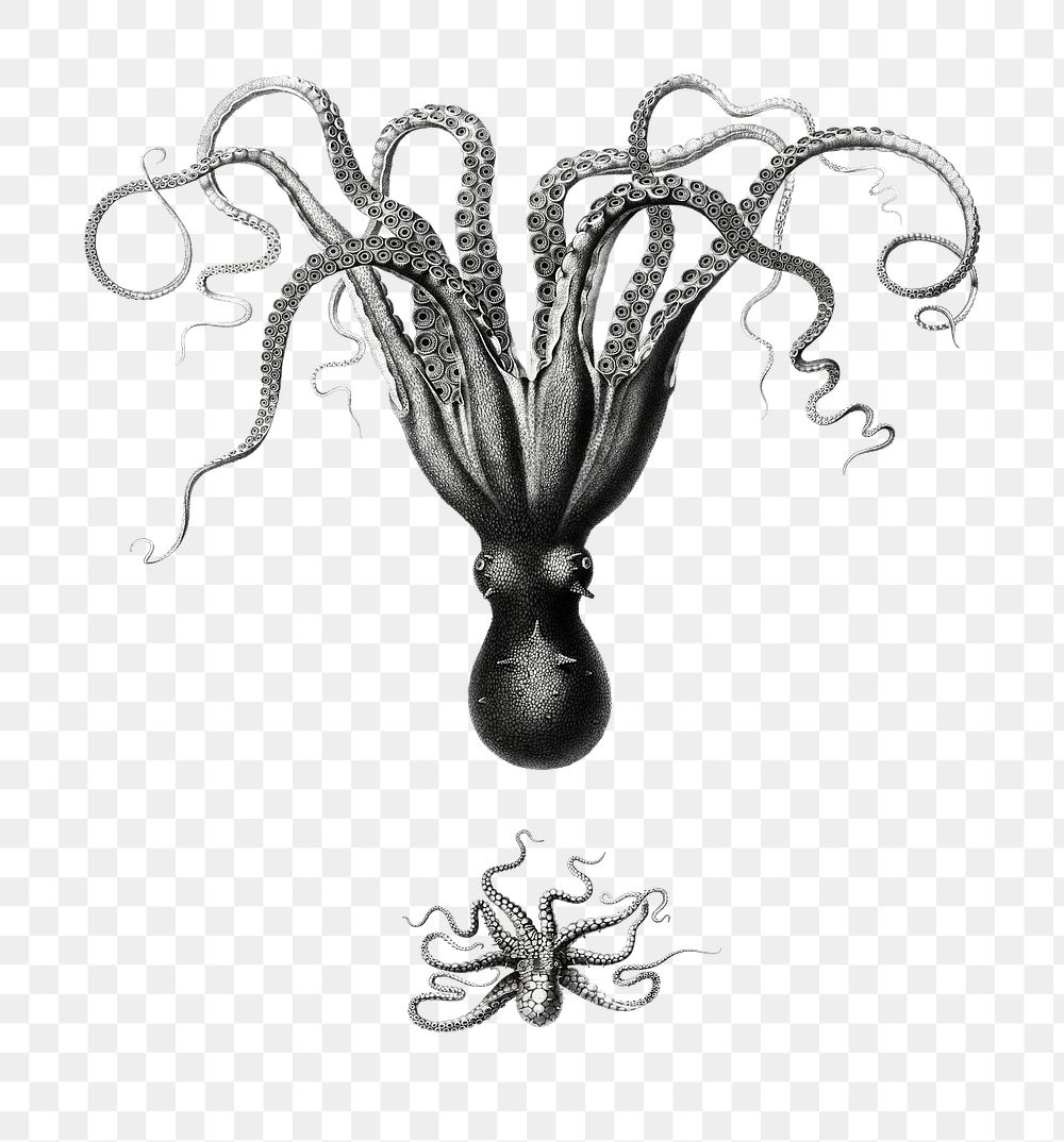 Octopuses drawing png vintage illustration