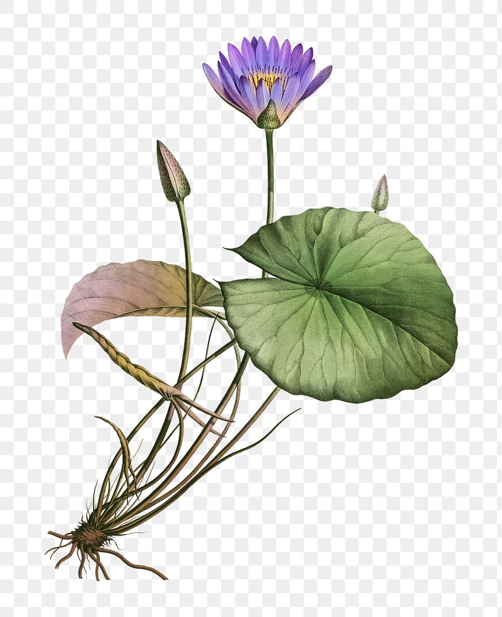Purple lotus with green leaf png drawing