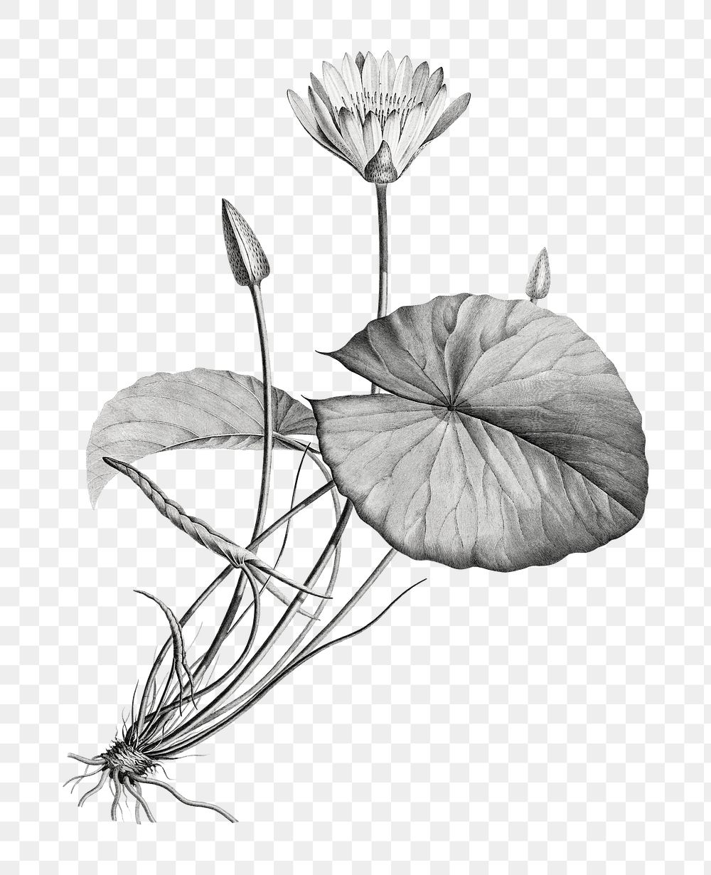 Hand drawn png lotus black and white