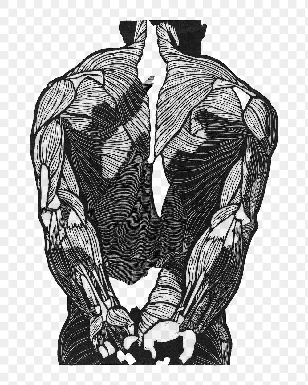 Back muscles png human anatomy, remixed from artworks by Reijer Stolk