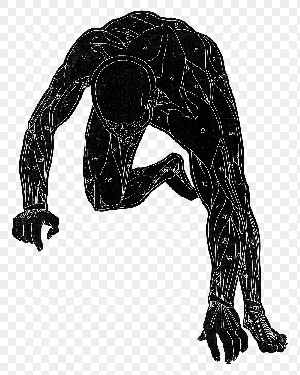 Human anatomy png in silhouette, remixed from artworks by Reijer Stolk